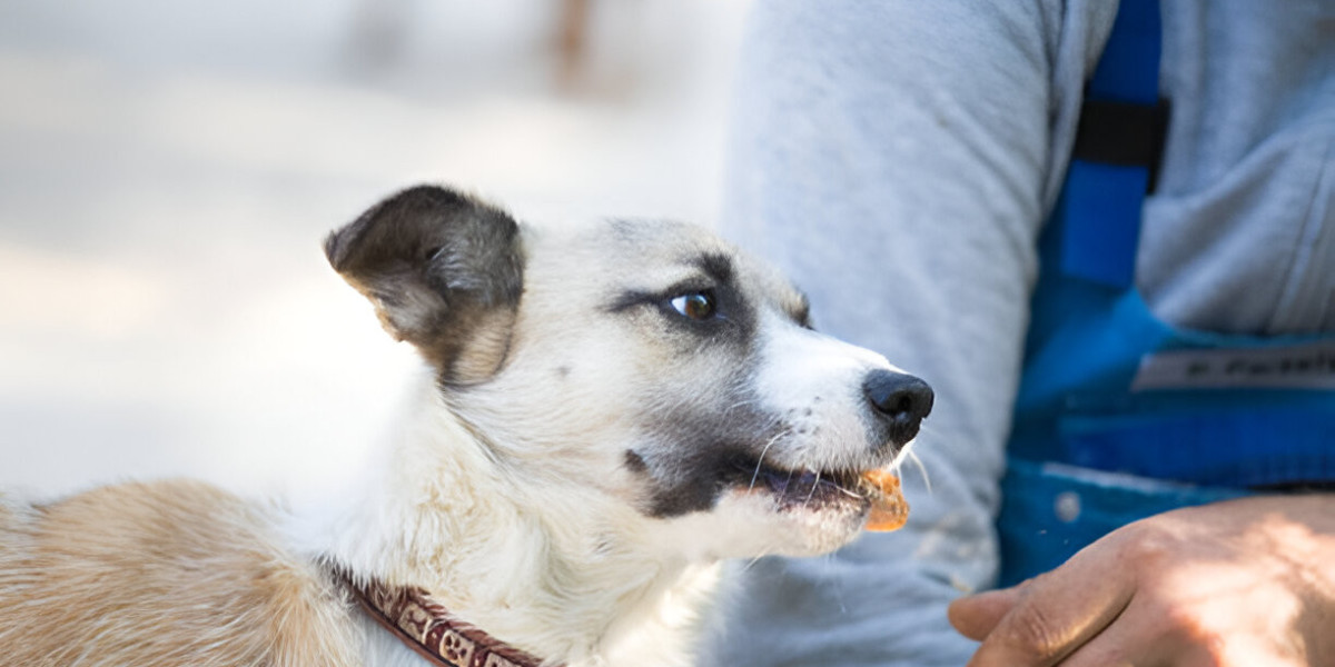 How Long Does It Take for a Dog to Feel Better After Deworming?