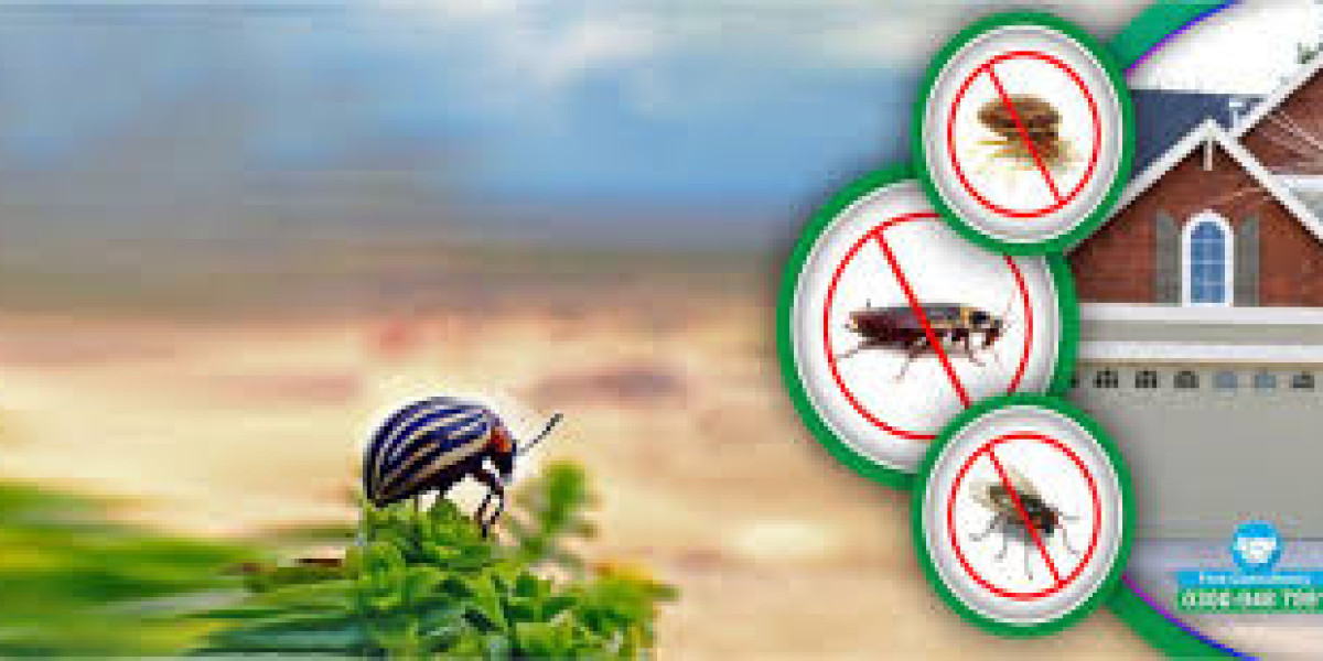 Reliable Termite Control Services in Lahore for Complete Property Protection